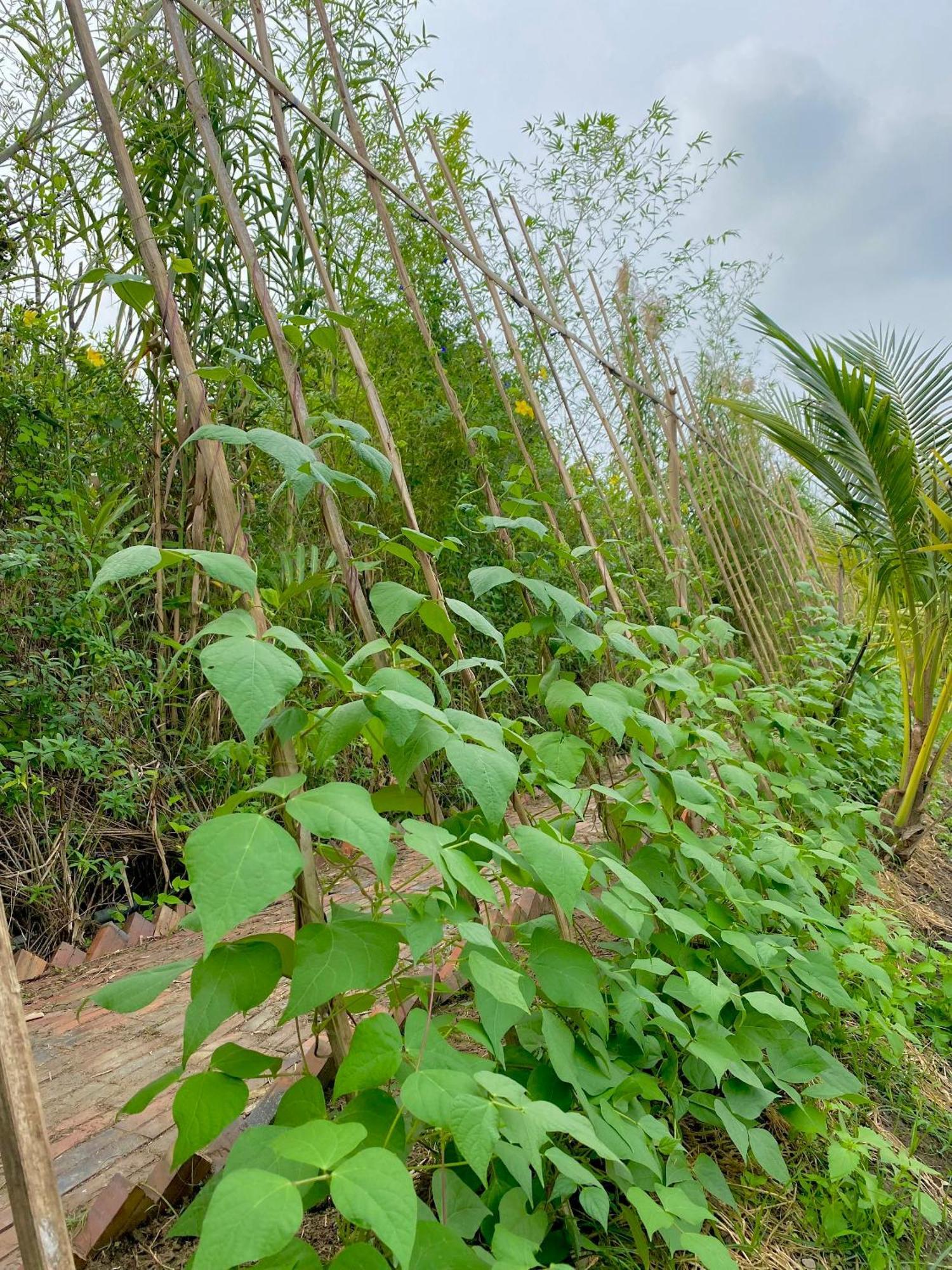 Mekong Silt Ecolodge Cần Thơ Zewnętrze zdjęcie